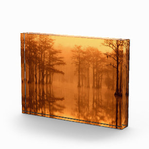 Cypress Trees George Smith State Park Photo Block