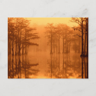 Cypress Trees George Smith State Park Postcard
