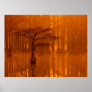 Cypress Trees   George Smith State Park Poster