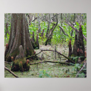 Cypress Trees in the Swamp Poster