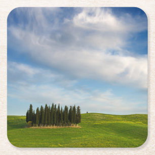 Cypress trees in Tuscany coaster
