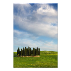 Cypress trees in Tuscany vertical photo print