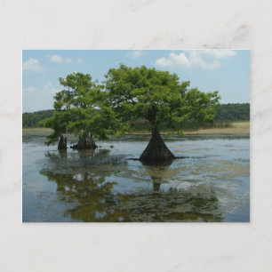 Cypress Trees Postcard