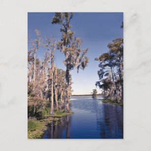 Cypress Trees Postcard