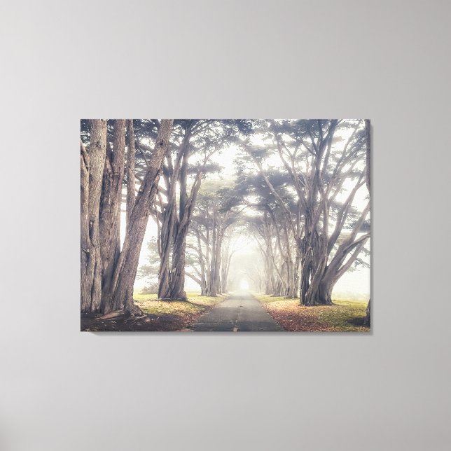 Cypress Tunnel in Fog Canvas Print (Front)
