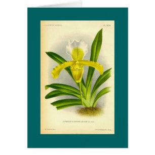 Cypripedium Insigne - Lady's Slipper Orchid
