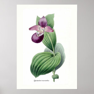Cypripedium macranthos poster