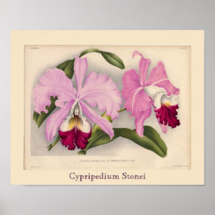 "Cypripedium Stonei", Linden Orchid Poster