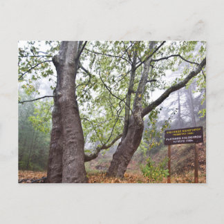 Cyprus forest plane tree ancient forest nature postcard