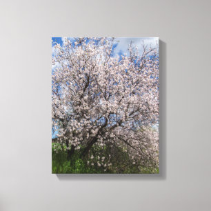 Cyprus nature landscape spring tree almond beautif canvas print