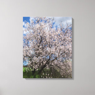 Cyprus nature landscape spring tree almond beautif canvas print