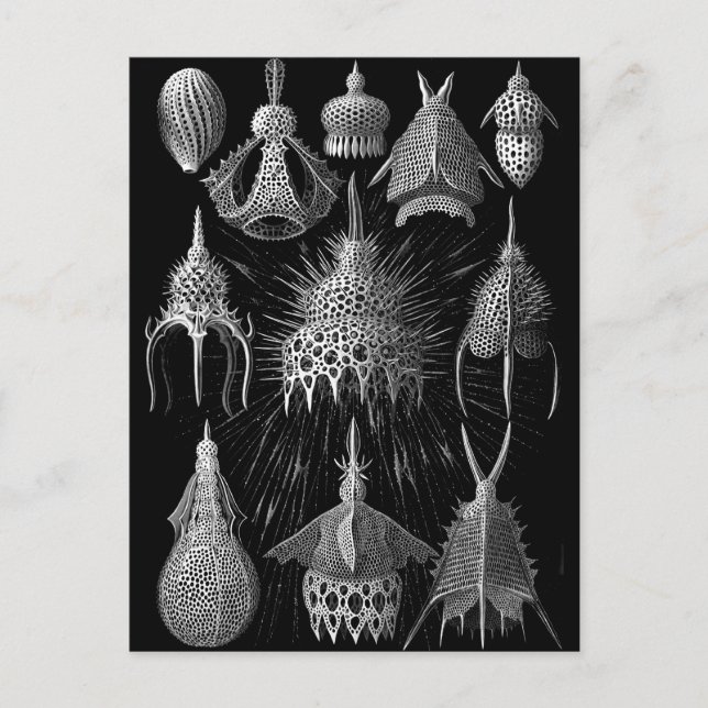 Cyrtoidea Postcard (Front)