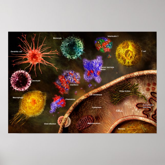 Cytokines poster (Front)