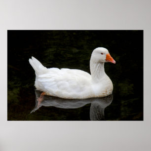 Czech Goose. Roath Park Lake, Cardiff, Wales Post Poster