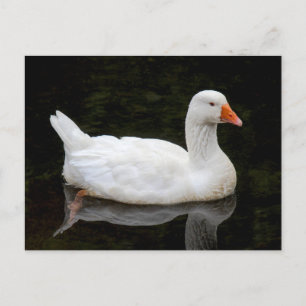 Czech Goose. Roath Park Lake, Cardiff, Wales Postcard