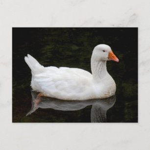  Czech Goose. Roath Park Lake, Cardiff, Wales Postcard