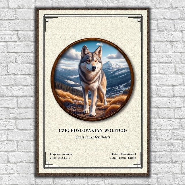 Czechoslovakian Wolfdog Zoology Series Poster (Creator Uploaded)