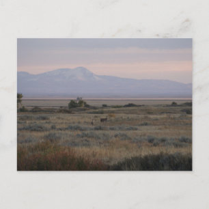 D10 Whitetail Does Sweet and Grass Hills Postcard