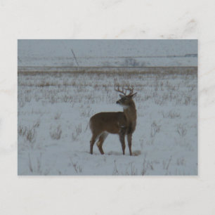 D11 Whitetail Deer Big Buck in Snow Postcard