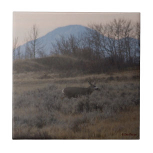D12 Mule Deer Buck and Sweet Grass Hills Tile