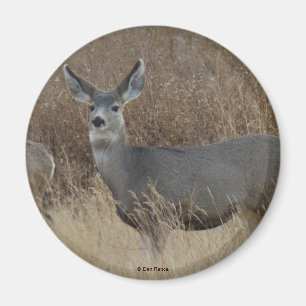 D14 Mule Deer Doe Magnet