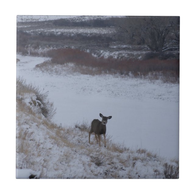 D16 Mule Deer Doe in River Valley Tile (Front)