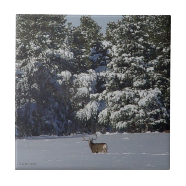 D17 Mule Deer Buck in Snowy Spruce Trees Tile (Front)