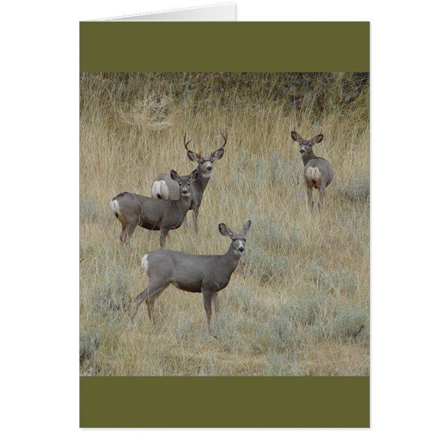 D18 Mule Deer (Front)