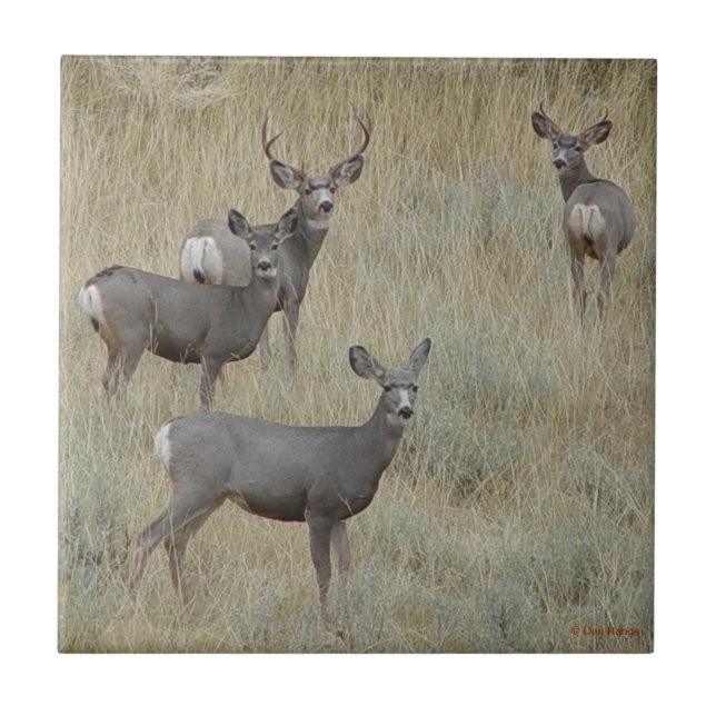D18 Mule Deer Family Tile (Front)