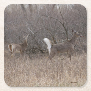 D1 White-tailed Deer in the Brush Square Paper Coaster