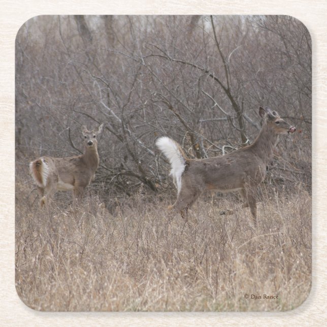 D1 White-tailed Deer in the Brush Square Paper Coaster (Front)