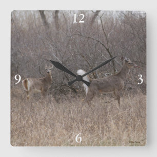 D1 White-tailed Deer Spring Bucks in Brush Square Wall Clock