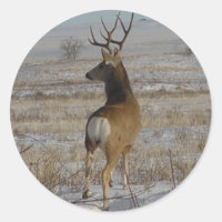 D20 Mule Deer Buck in Snow