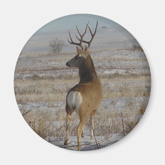 D20 Mule Deer Buck in Snow Magnet (Front)