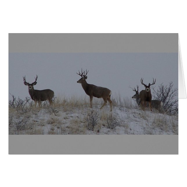 D21 Mule Deer Bucks (Front Horizontal)