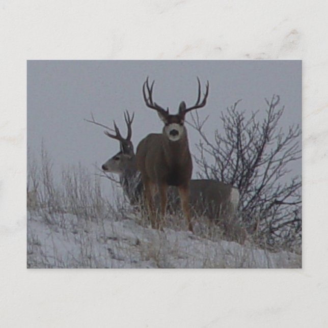 D21b Mule Deer Postcard (Front)