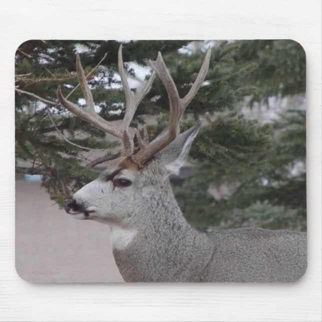 D25 Mule Deer Buck Mouse Pad (Front)
