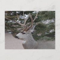 D25 Mule Deer Buck