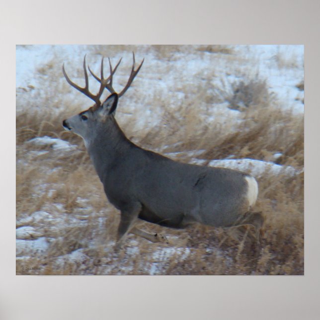 D28 Mule Deer Buck Running Poster (Front)