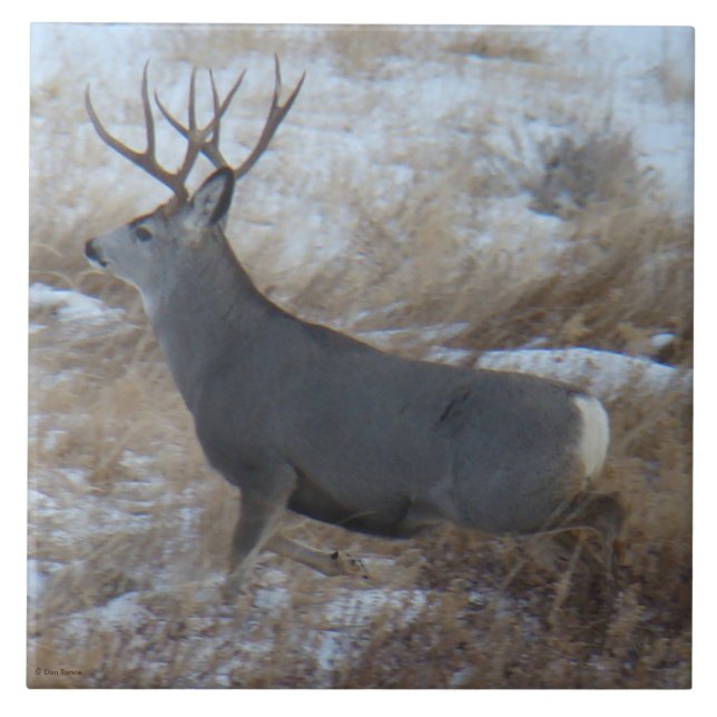 D28 Mule Deer Buck Running Tile (Front)