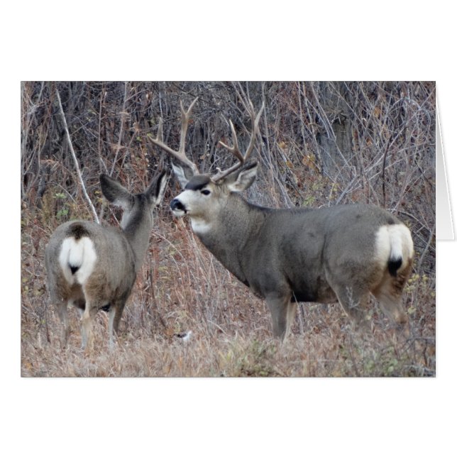 D29 Mule Deer (Front Horizontal)