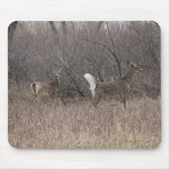 D2 White-tailed Deer in Cottonwood Trees Mouse Pad (Front)