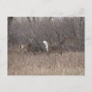 D2 White-tailed Deer Spring Bucks in Cottonwoods Postcard