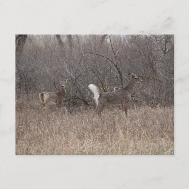 D2 White-tailed Deer Spring Bucks in Cottonwoods Postcard (Front)