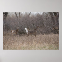 D2 White-tailed Deer Spring Bucks in Cottonwoods