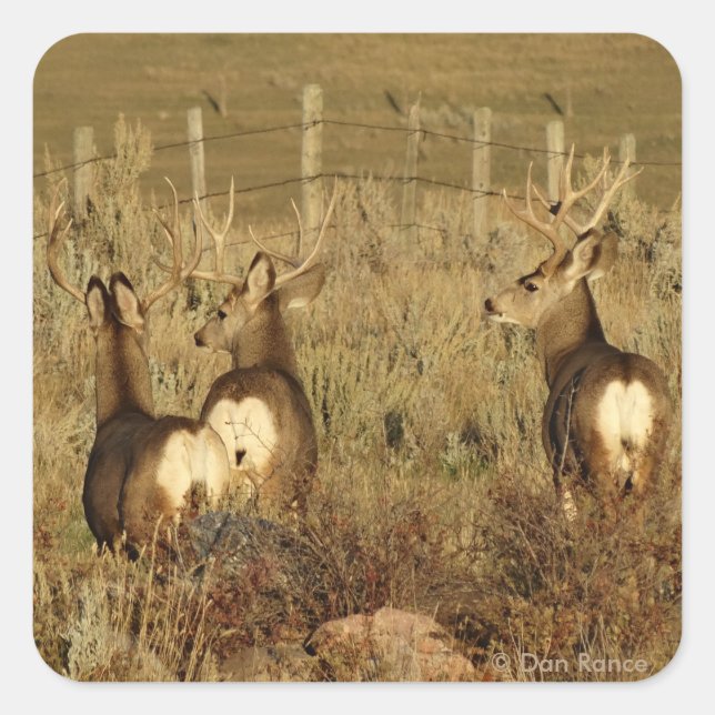 D30 Mule Deer Bucks Square Sticker (Front)