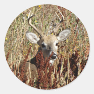 D31 White-tailed Deer in the Weeds Classic Round Sticker