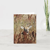 D31 White-tailed Deer in the Weeds