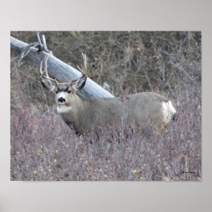 D32 Mule Deer Buck Poster