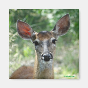 D33 White-tailed Deer Doe magnet